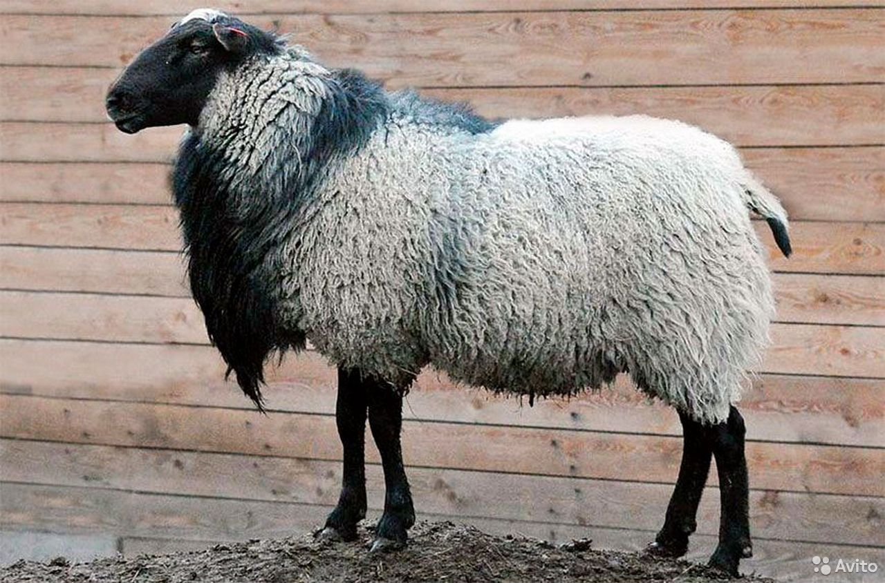 Романовская порода баранов. Грубошерстные породы овец Романовская. Романовская порода овец. Романовская порода барашек.