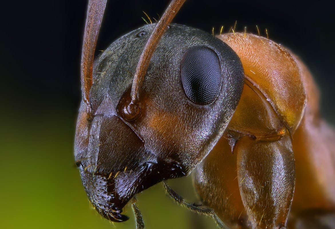 Муравей СУПЕРМАКРО