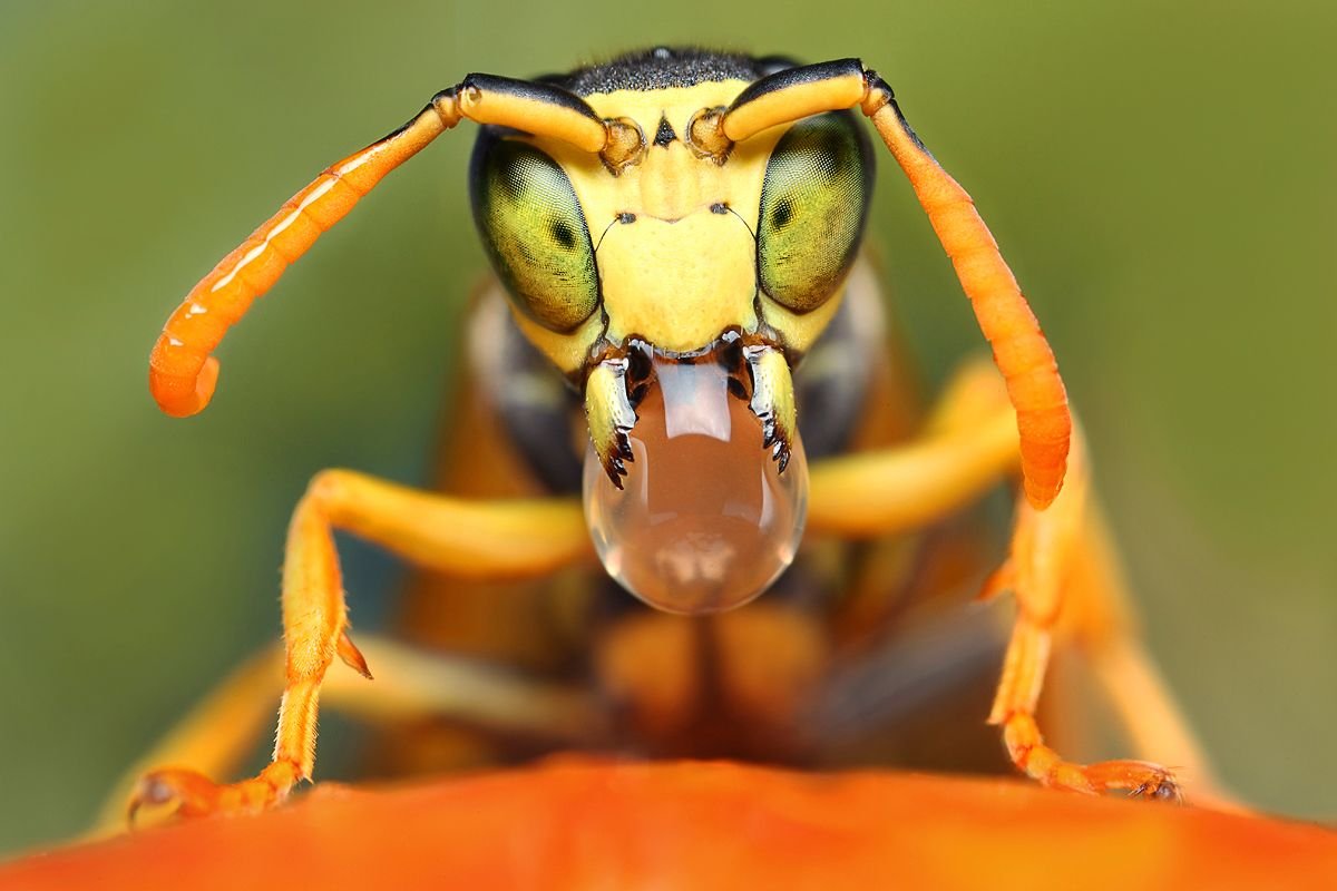 Морды насекомых