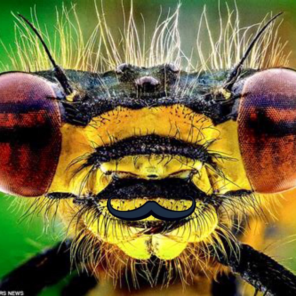 Морда пчелы