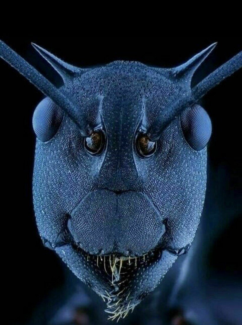 Муровецпод микроскопом