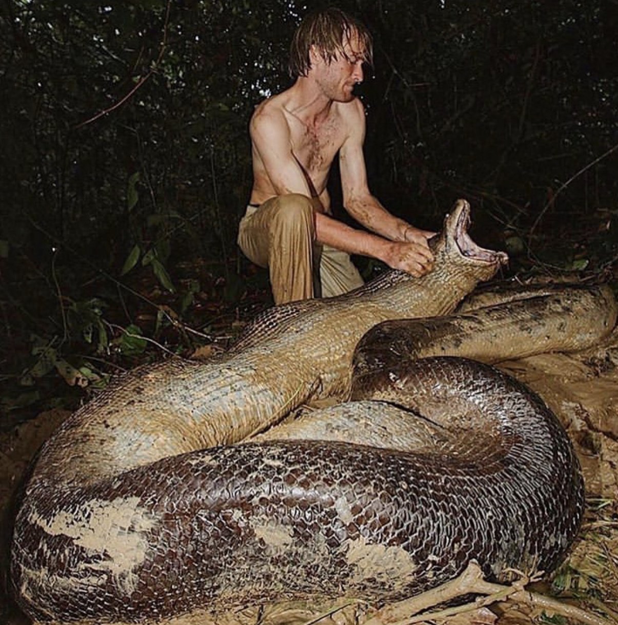 Гигантская анаконда самая большая. Анаконда змея. Водяной удав Анаконда. Змея Анаконда гигантская. Река Амазонка змея Анаконда.