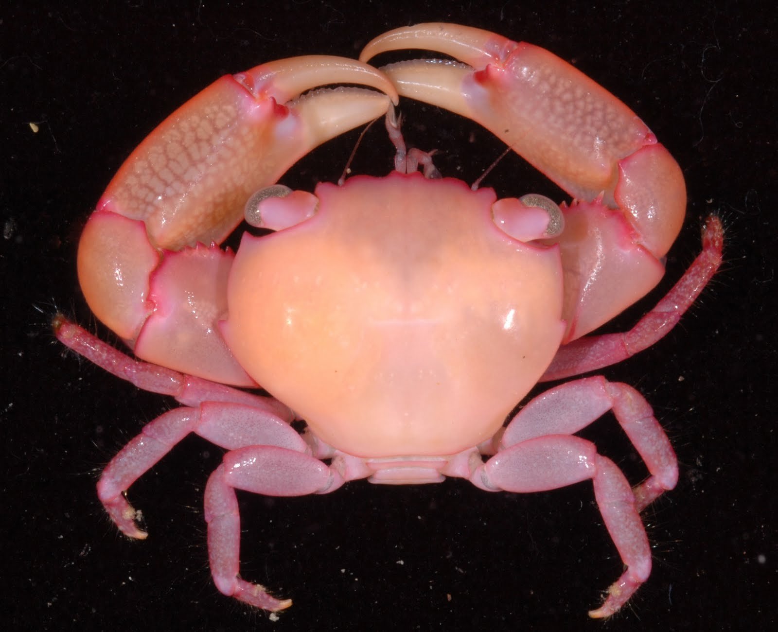 Краб 15. Trapezia rufopunctata. Coral Guard Crab. Краб коралловый красный Trapezia lutea. Розовый Крабик.