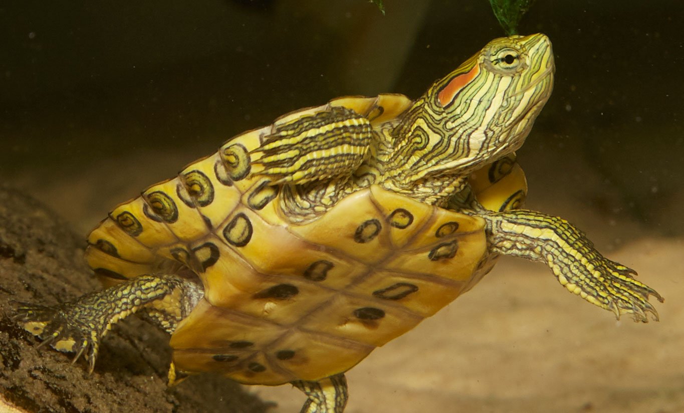 Сколько лет живут красноухие. Красноухая черепаха. Черепаха красноухая черепаха. Морская черепаха красноухая. Красноухая желтобрюхая черепаха.