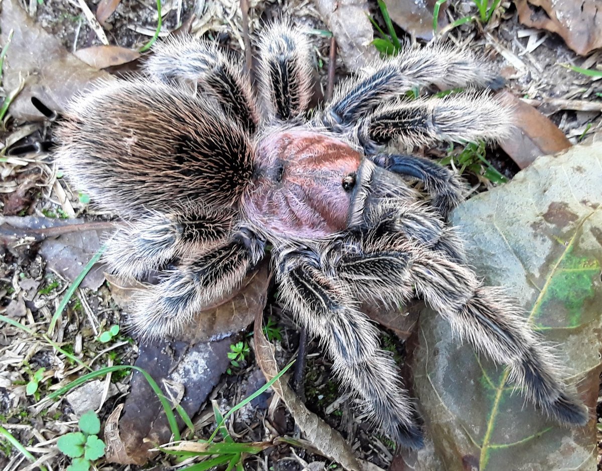 Среднеазиатский Тарантул
