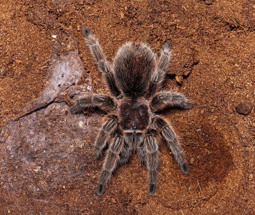 Апулийский Тарантул