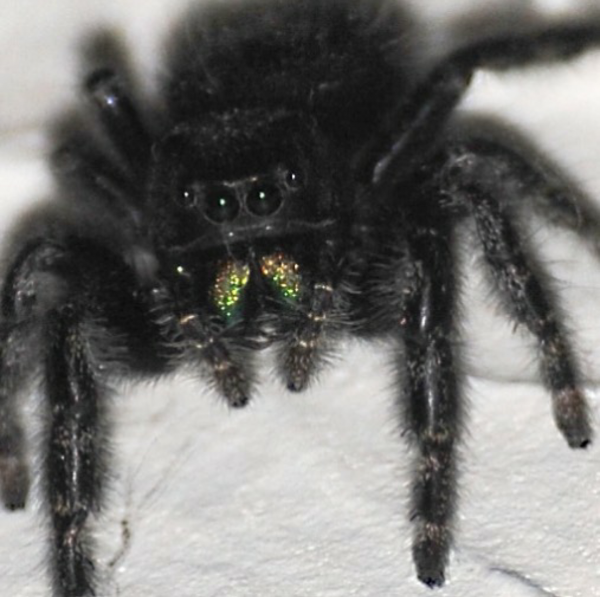 Черный лохматый паук