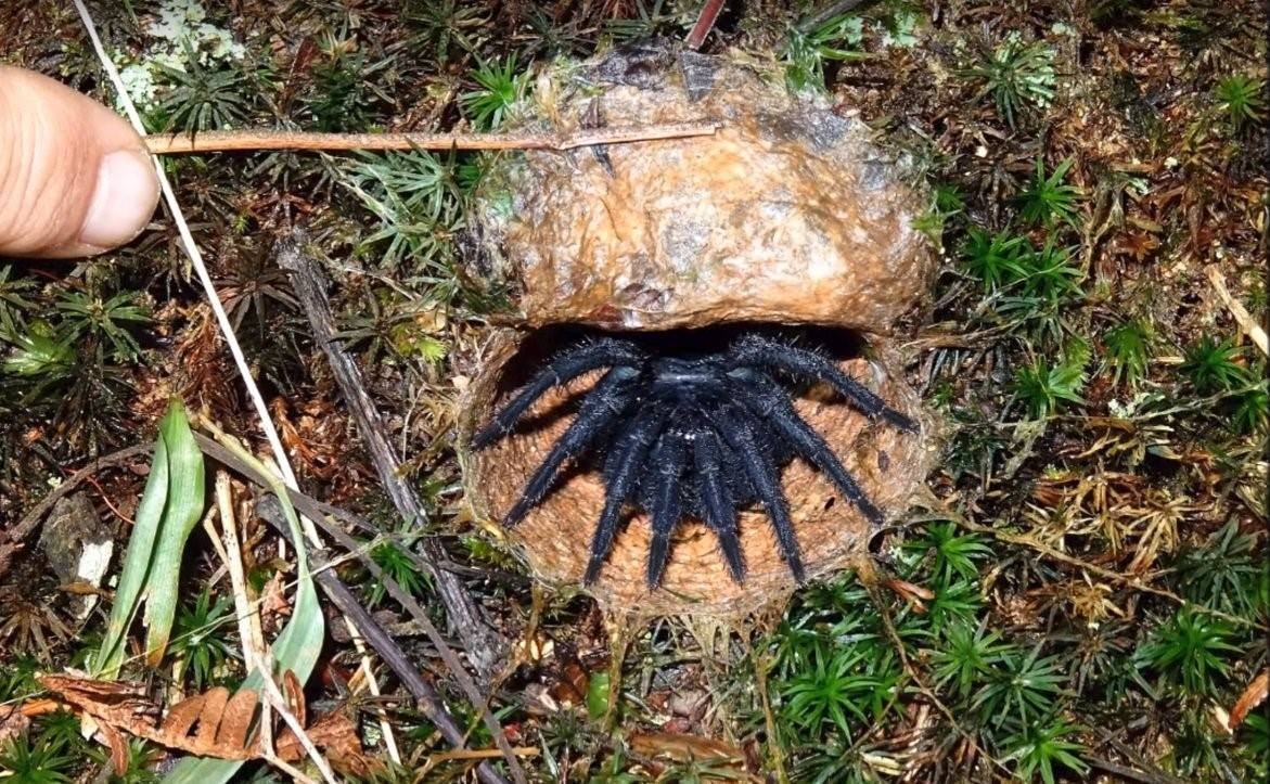 Южнорусский Тарантул норка