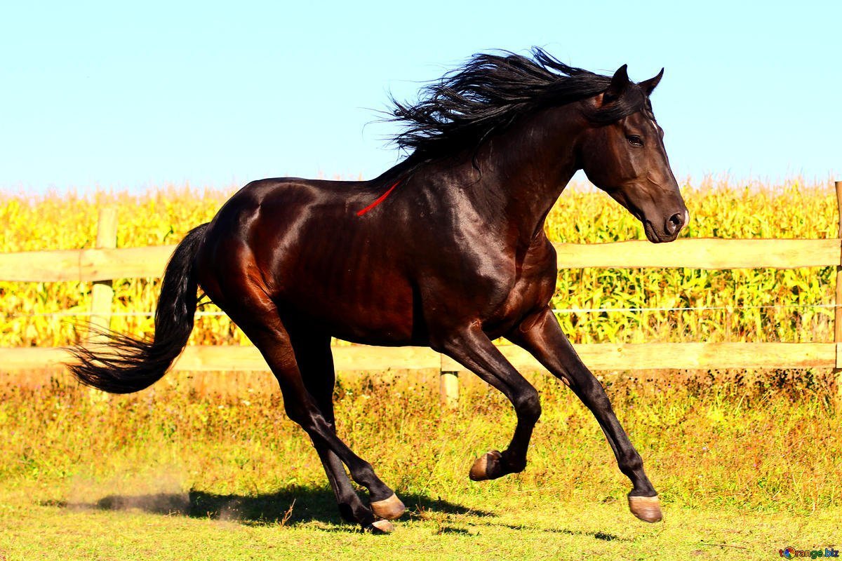 Лошадь гнедой Мустанг
