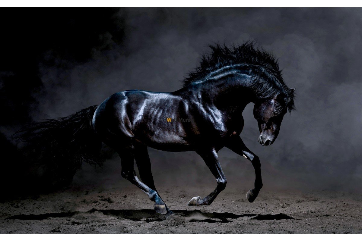 Черный лошадь панорама