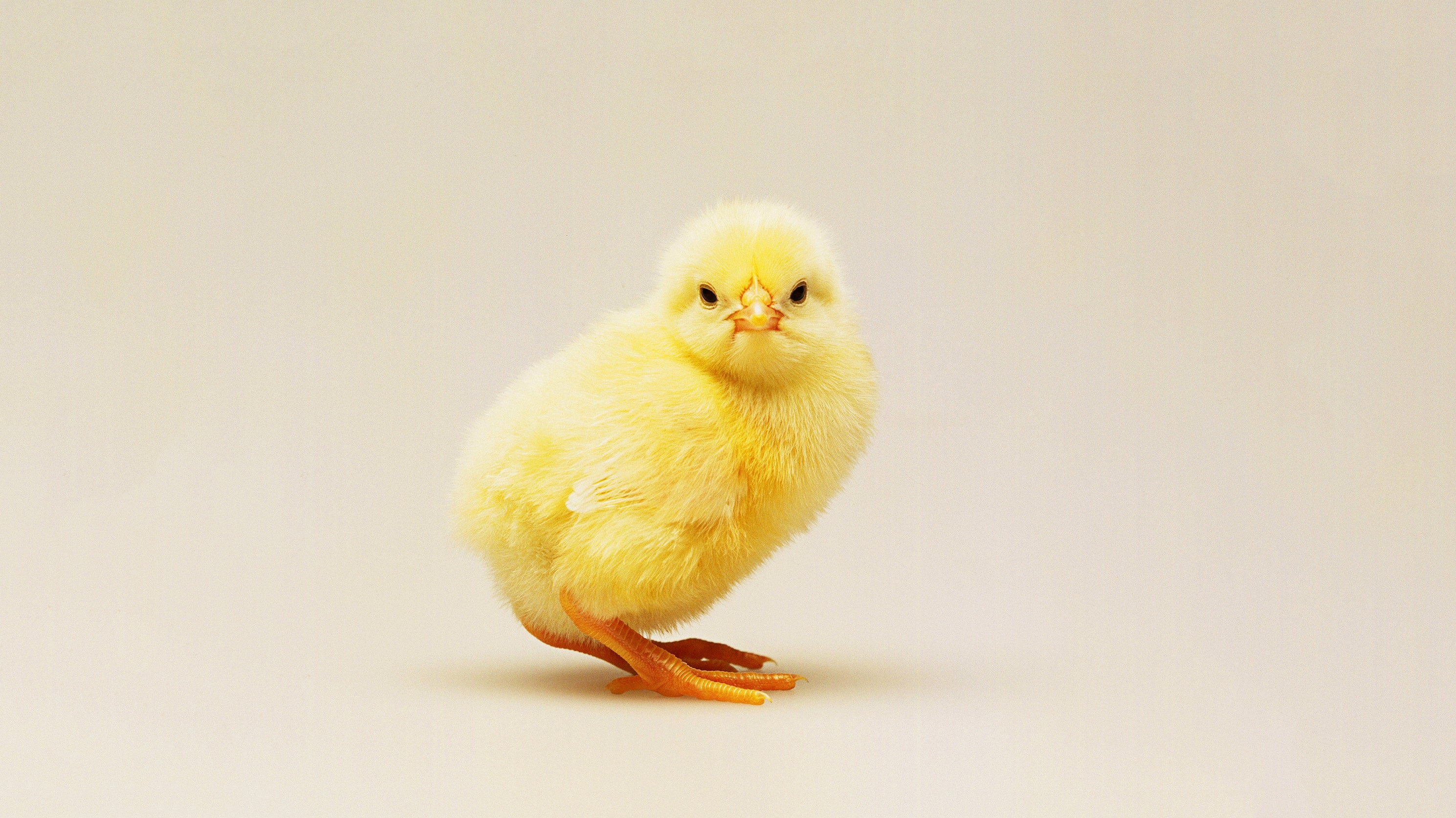 Желтый цыпленок. Цыпленок желтенький. Цыпленок желтый с челкой. Сонный цыпленок. Приснились цыплята маленькие
