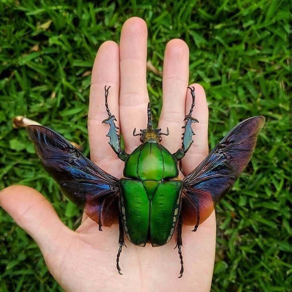 Цветочный Жук Mecynorrhina torquata