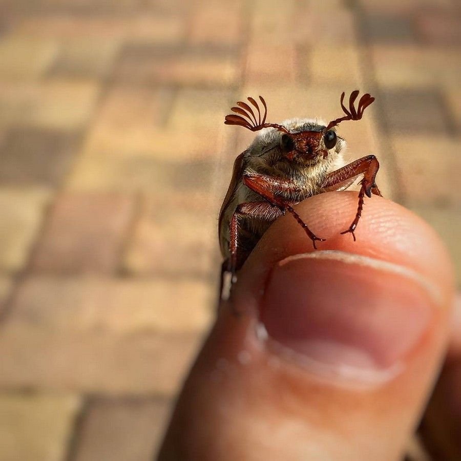 Милый жучок