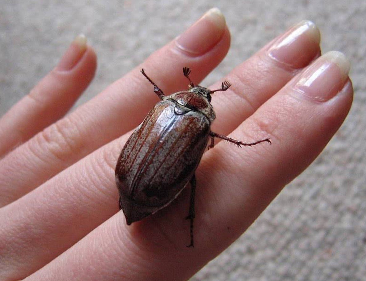Жук коричневый хрущ