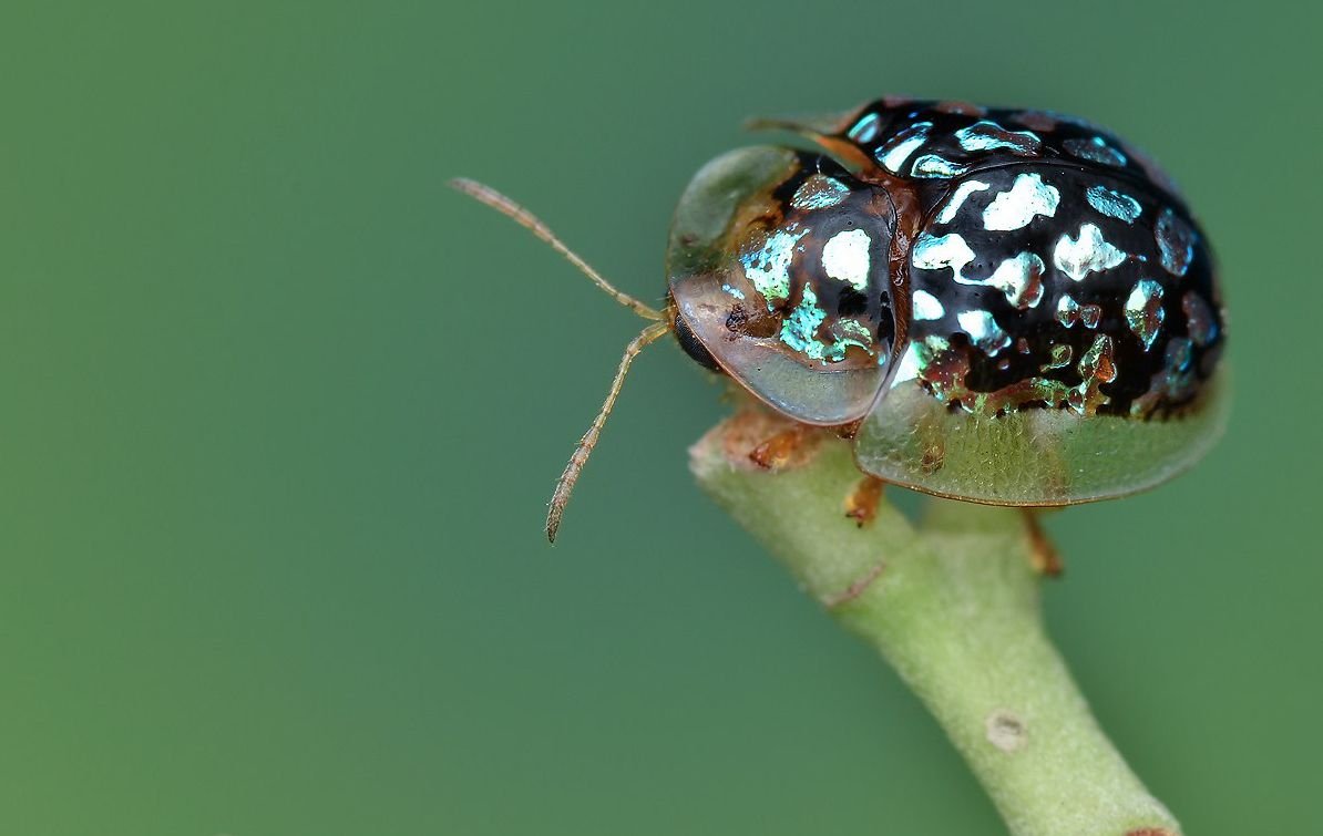 Самые милые жуки