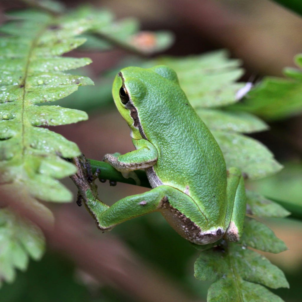 Бесхвостые рептилии