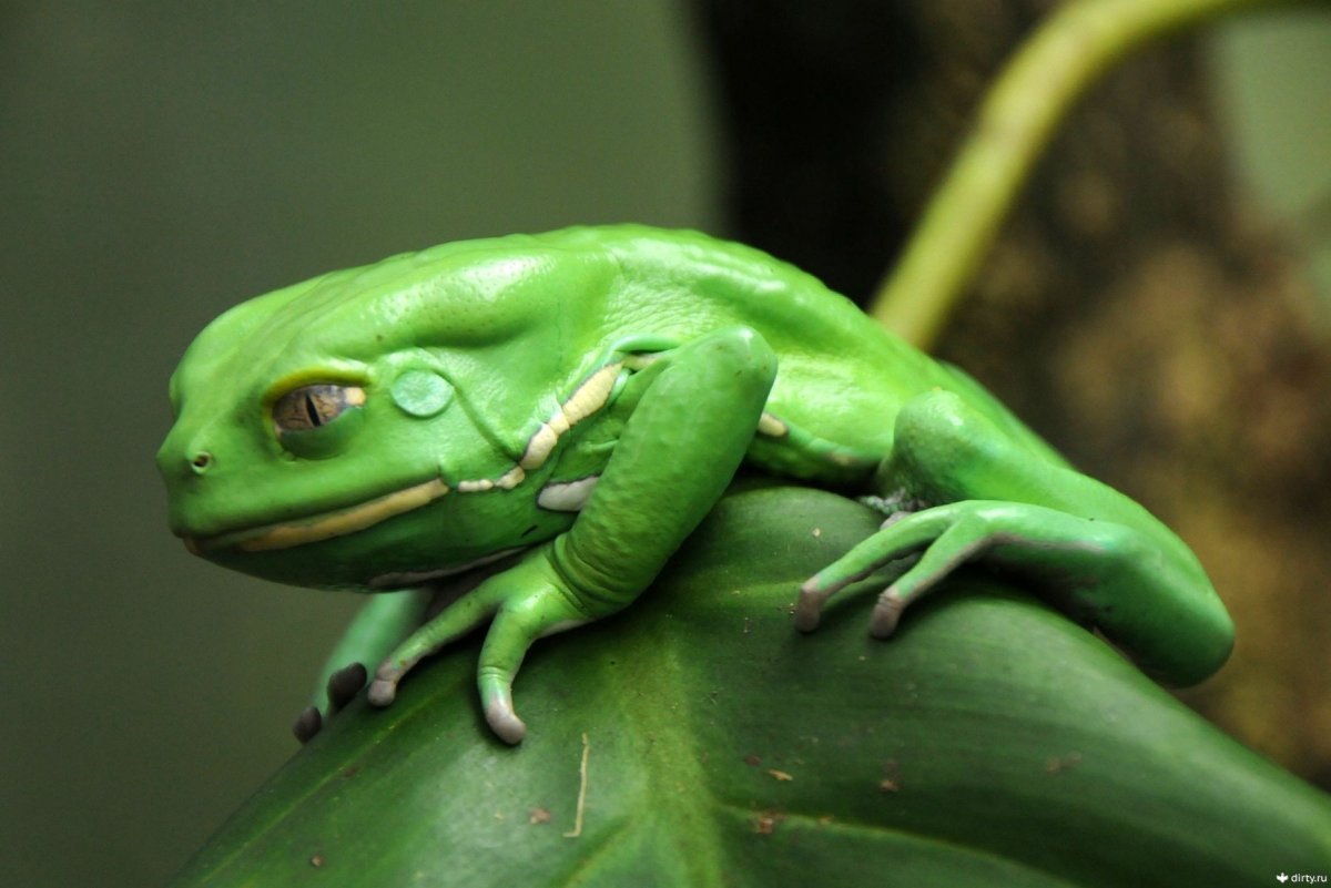 Квакша Филломедуза