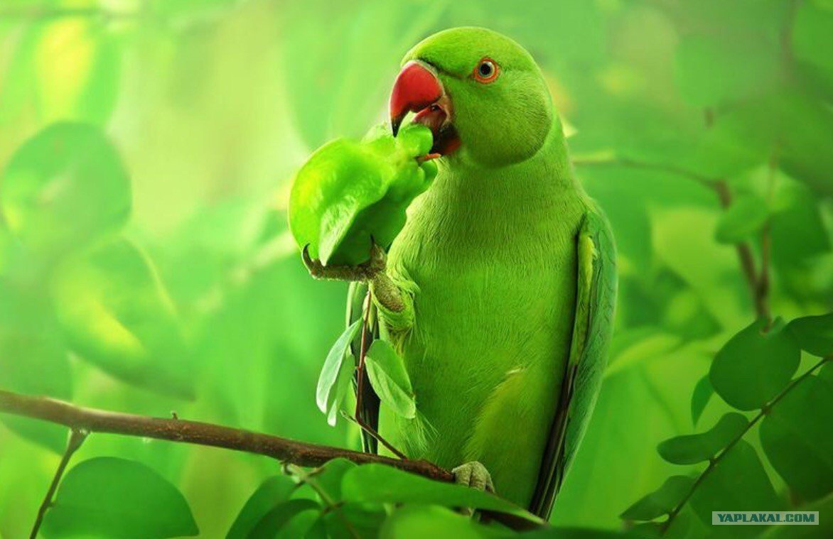 Ярко зеленый попугай