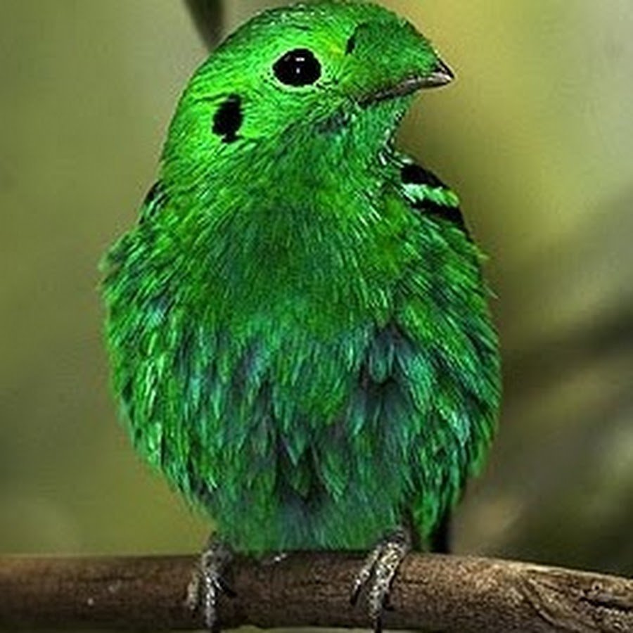 Маленькие зеленые птички
