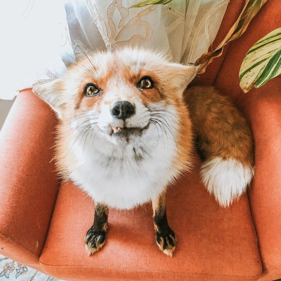 Лиса Джунипер