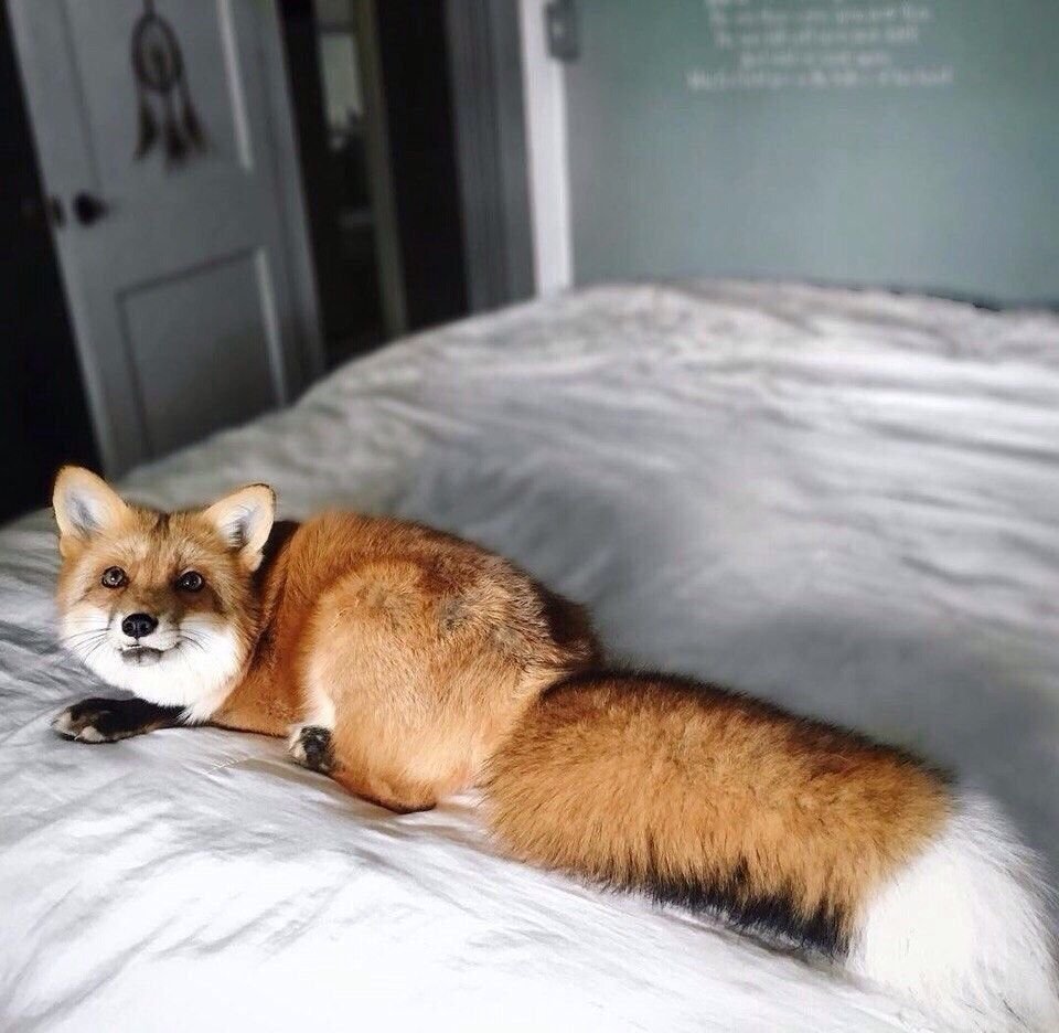 Лиса с пушистым хвостом