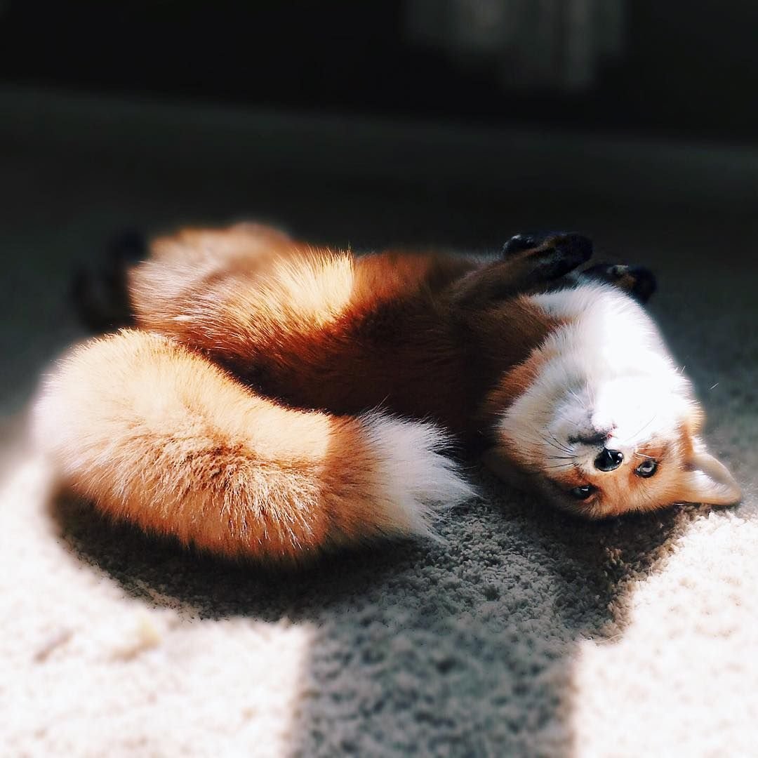 Лисенок лежит на спине