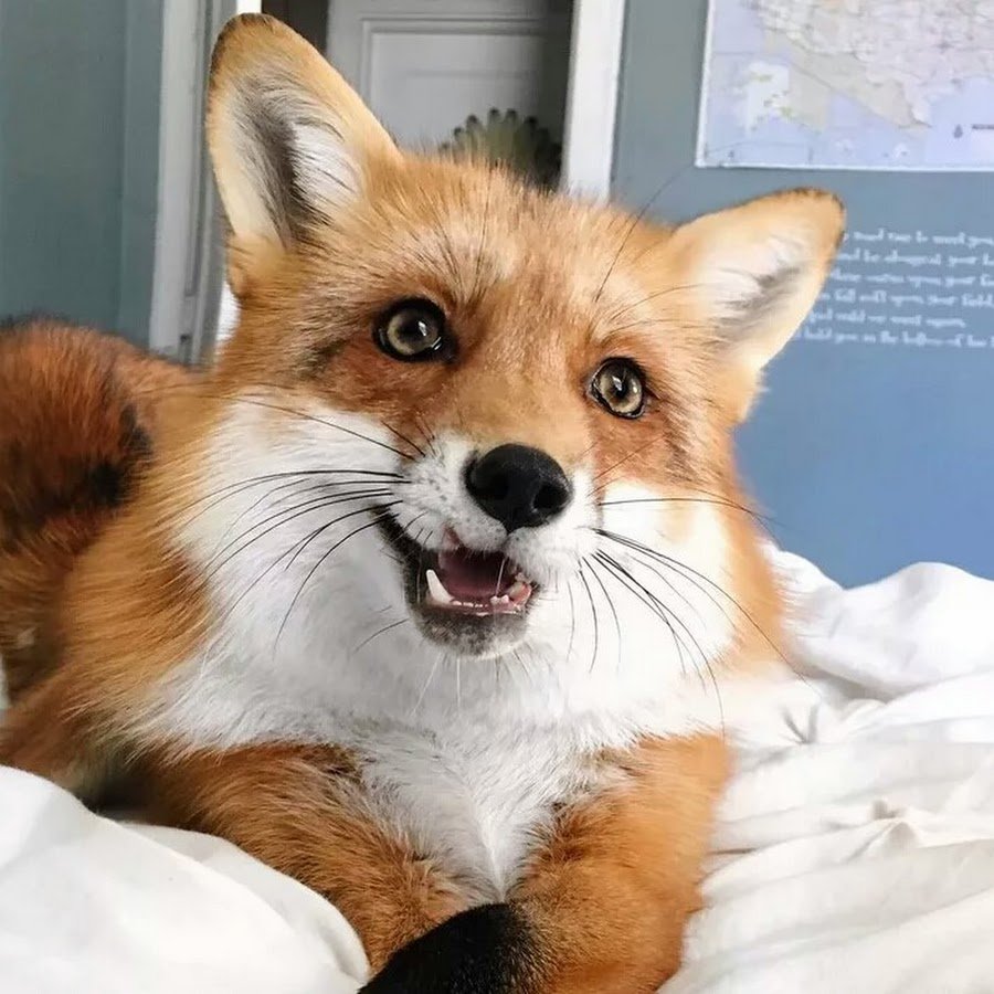 Хитрые лисы