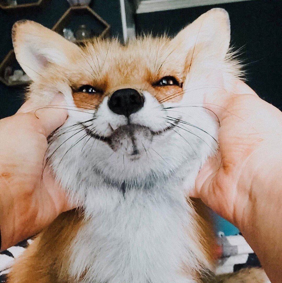 Довольная лиса