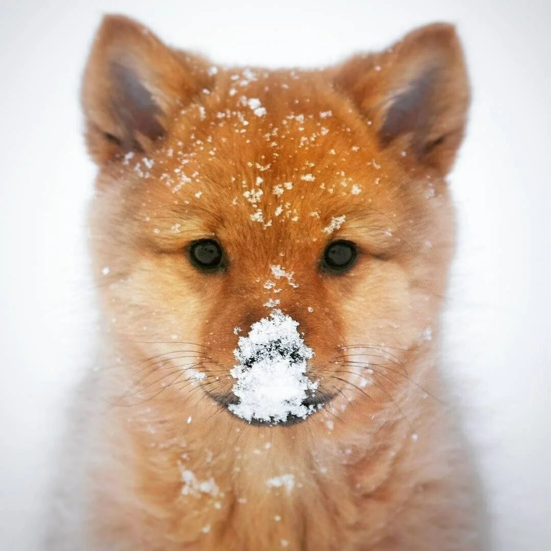 Лисенок со снегом на носу