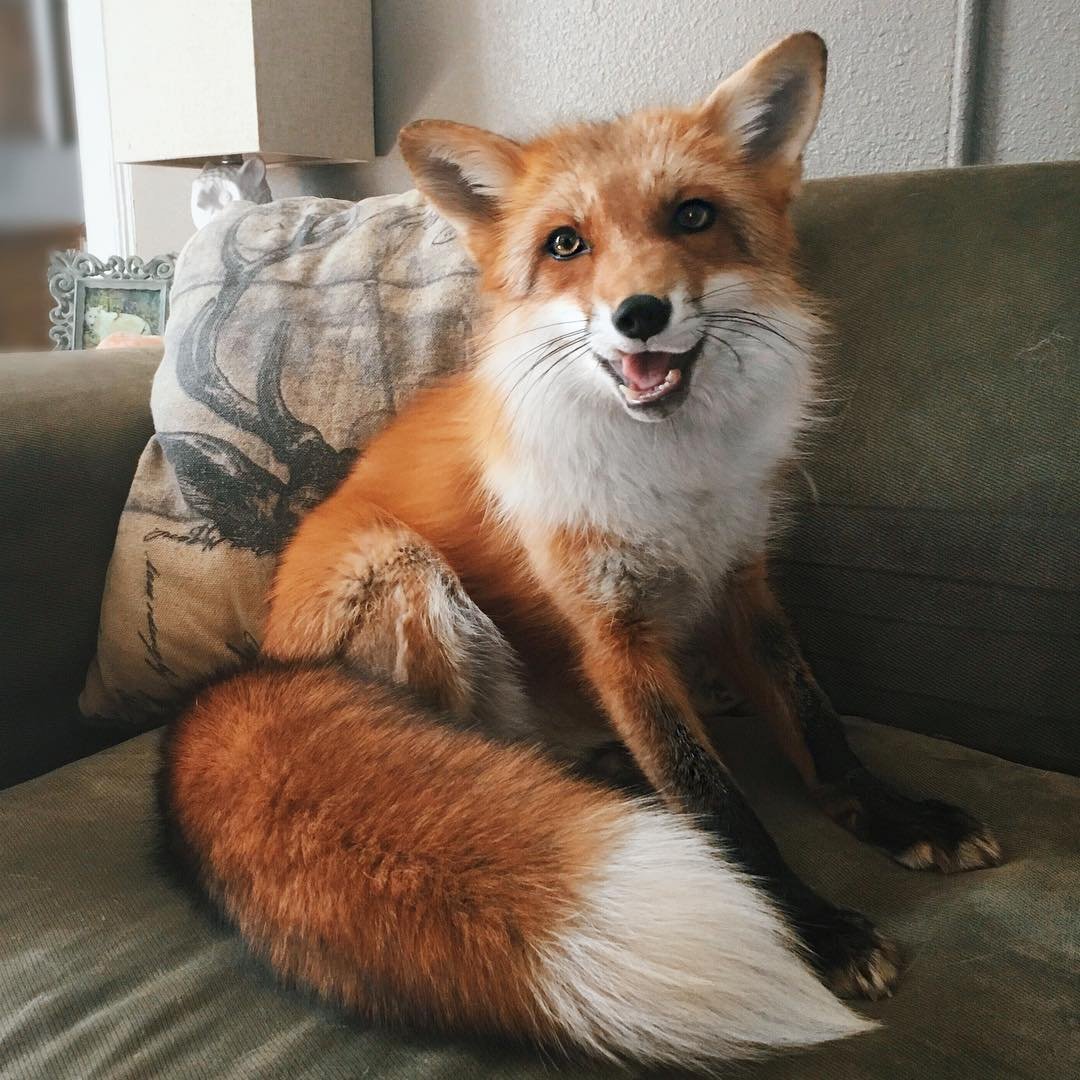 Белая и рыжая лиса