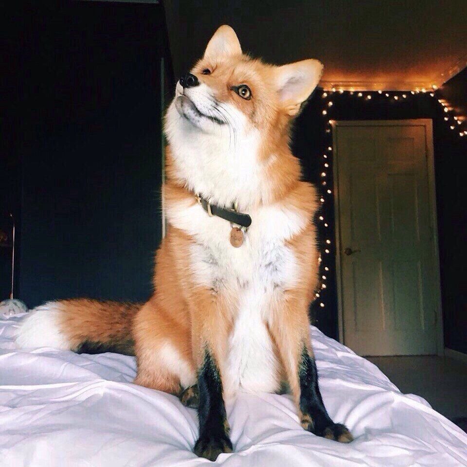 Домашняя лиса Джунипер