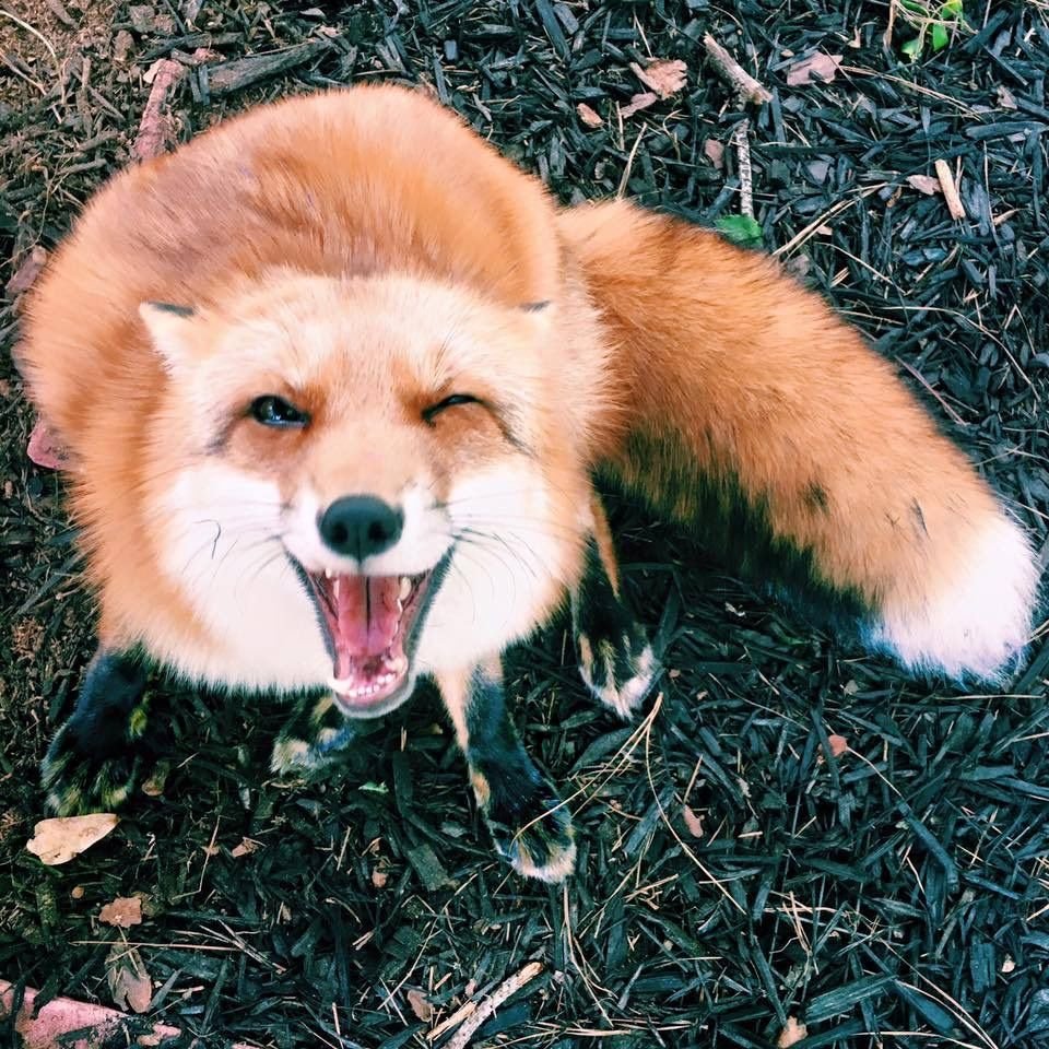 Лиса улыбается