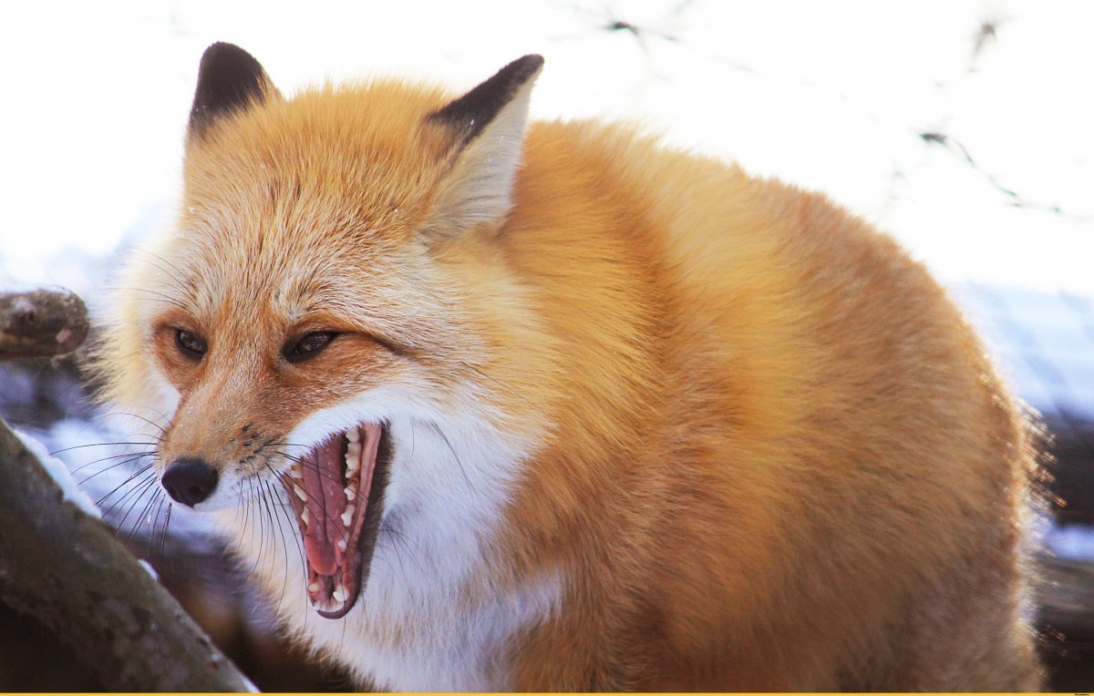 Лиса Лисонька лиса