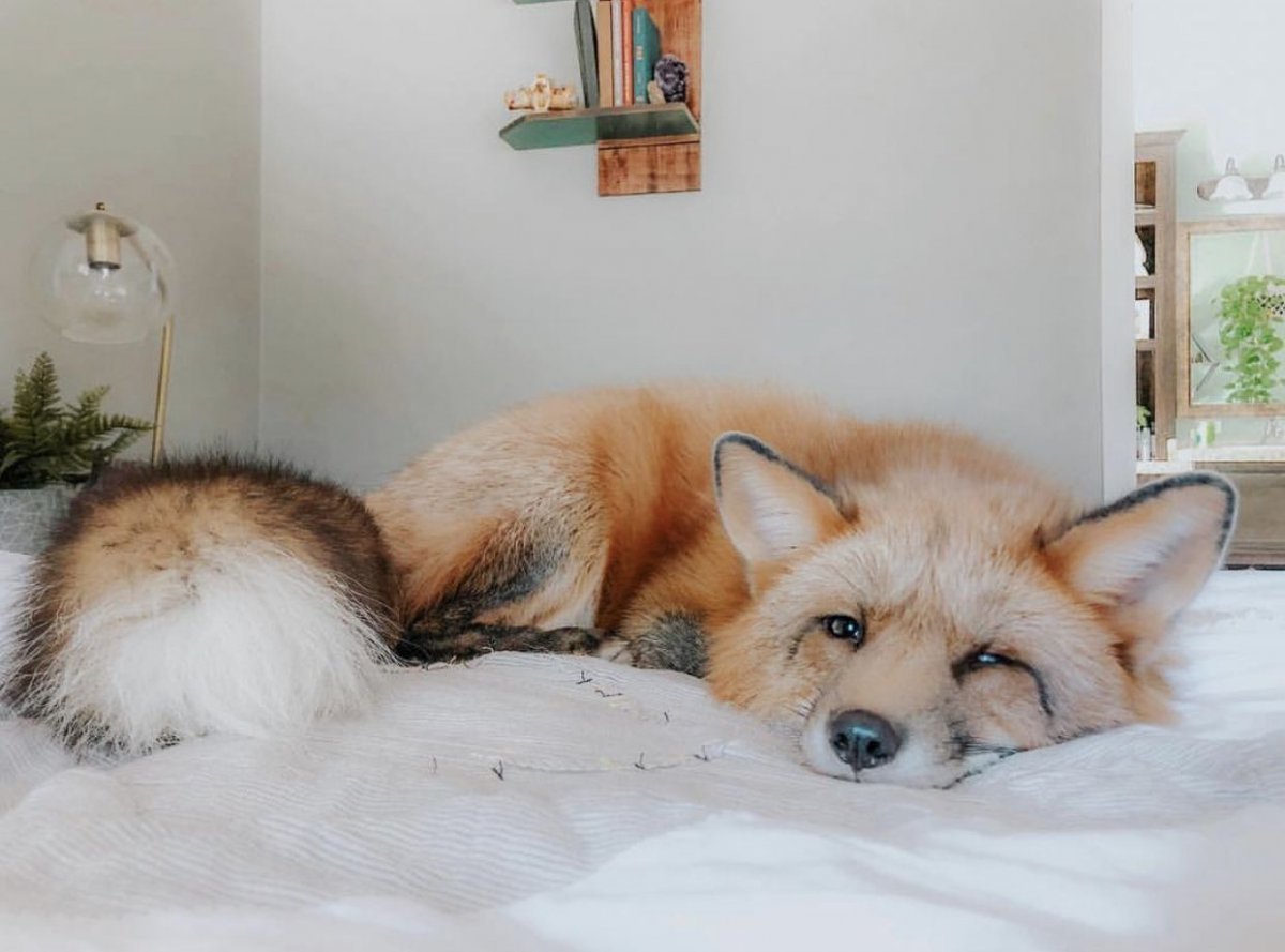 Лисичка домашняя