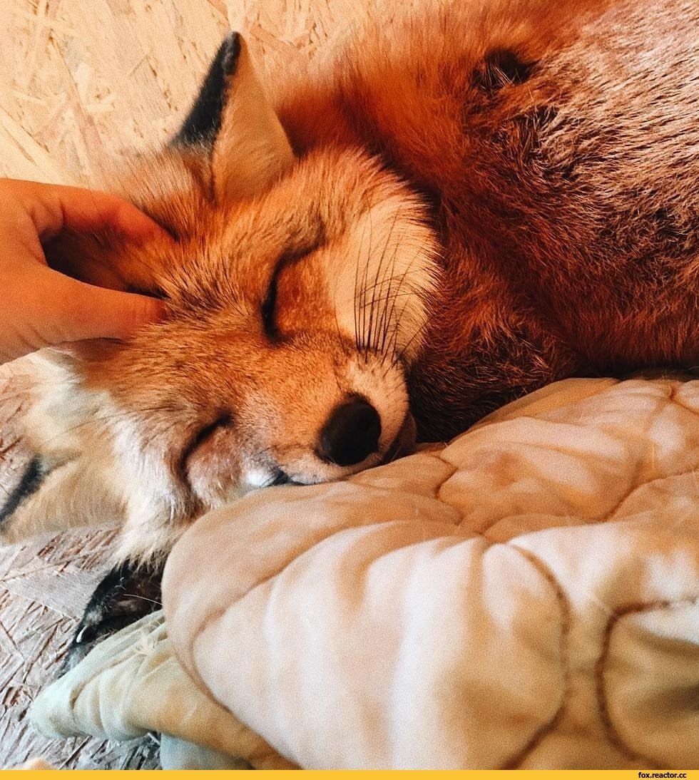 Лисенок проснулся