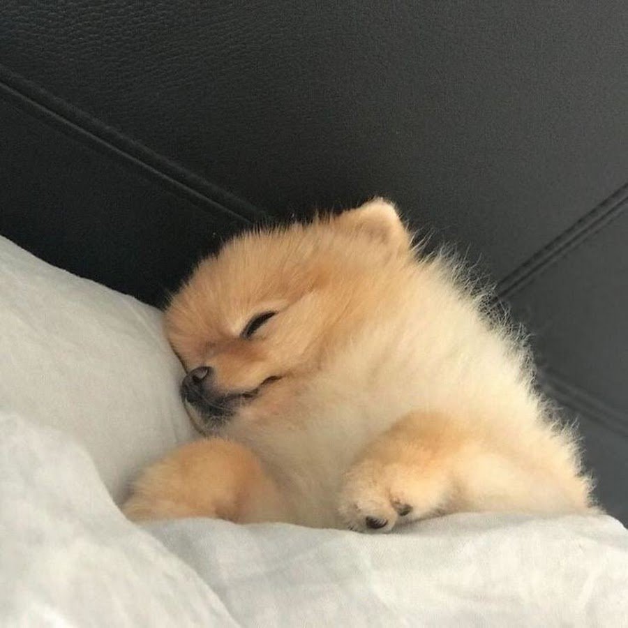 Спящий померанский шпиц