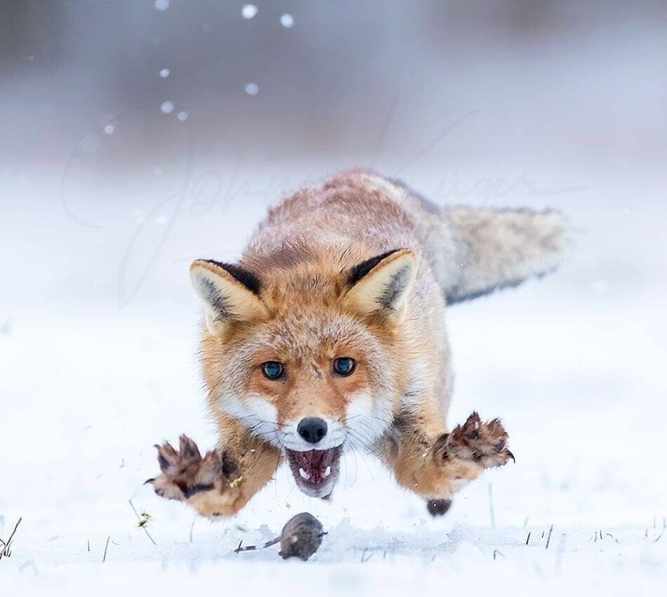 Лиса охотится