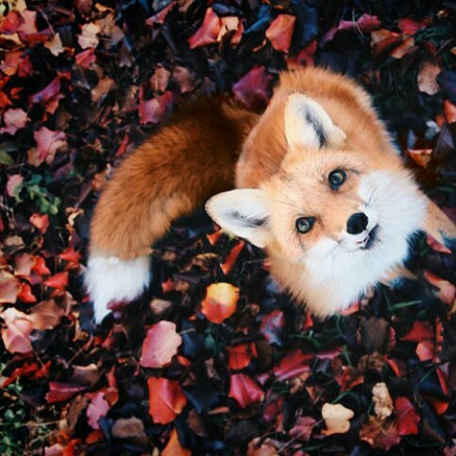 Эстетика лисичек