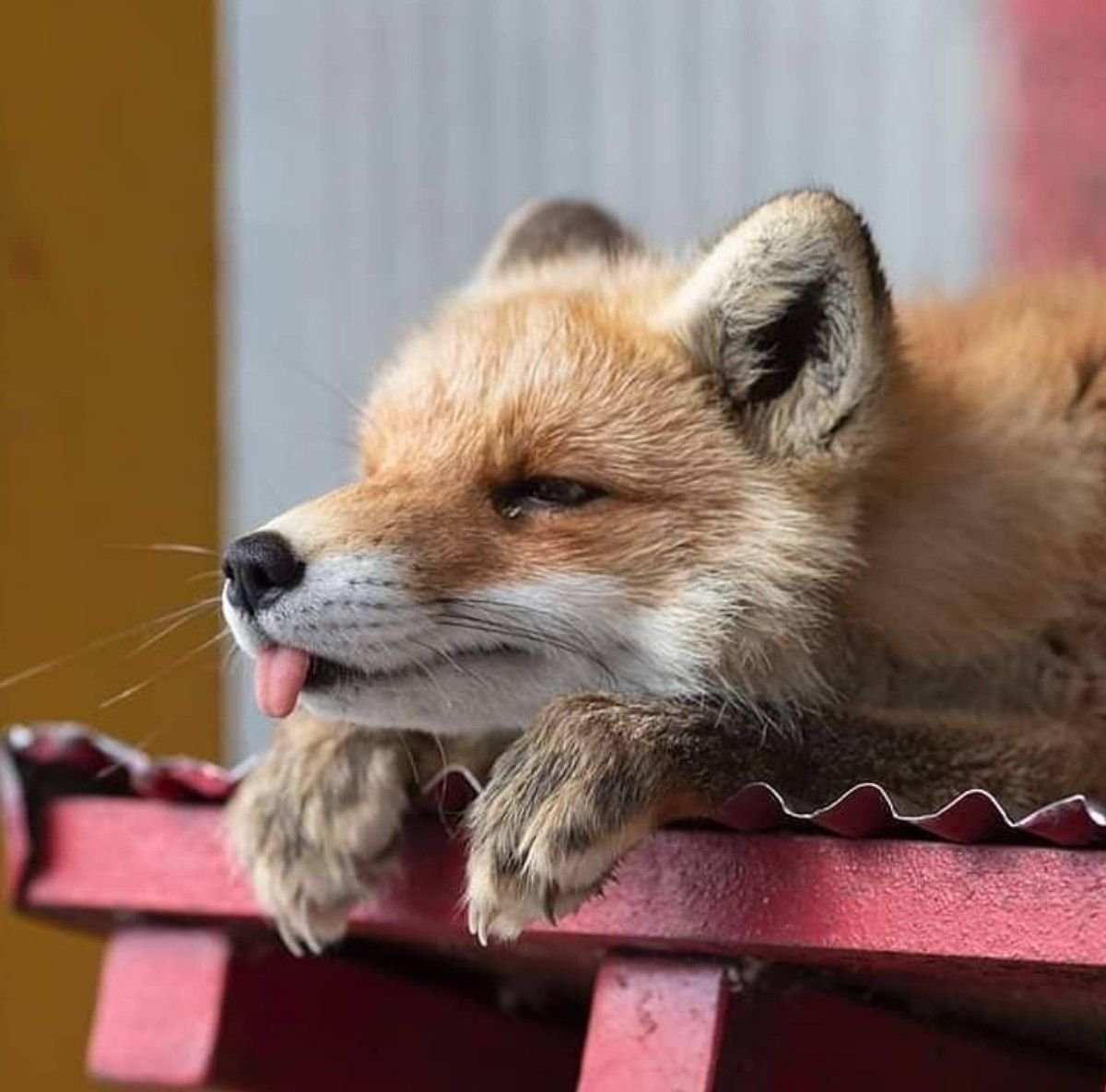 Лиса делает воск