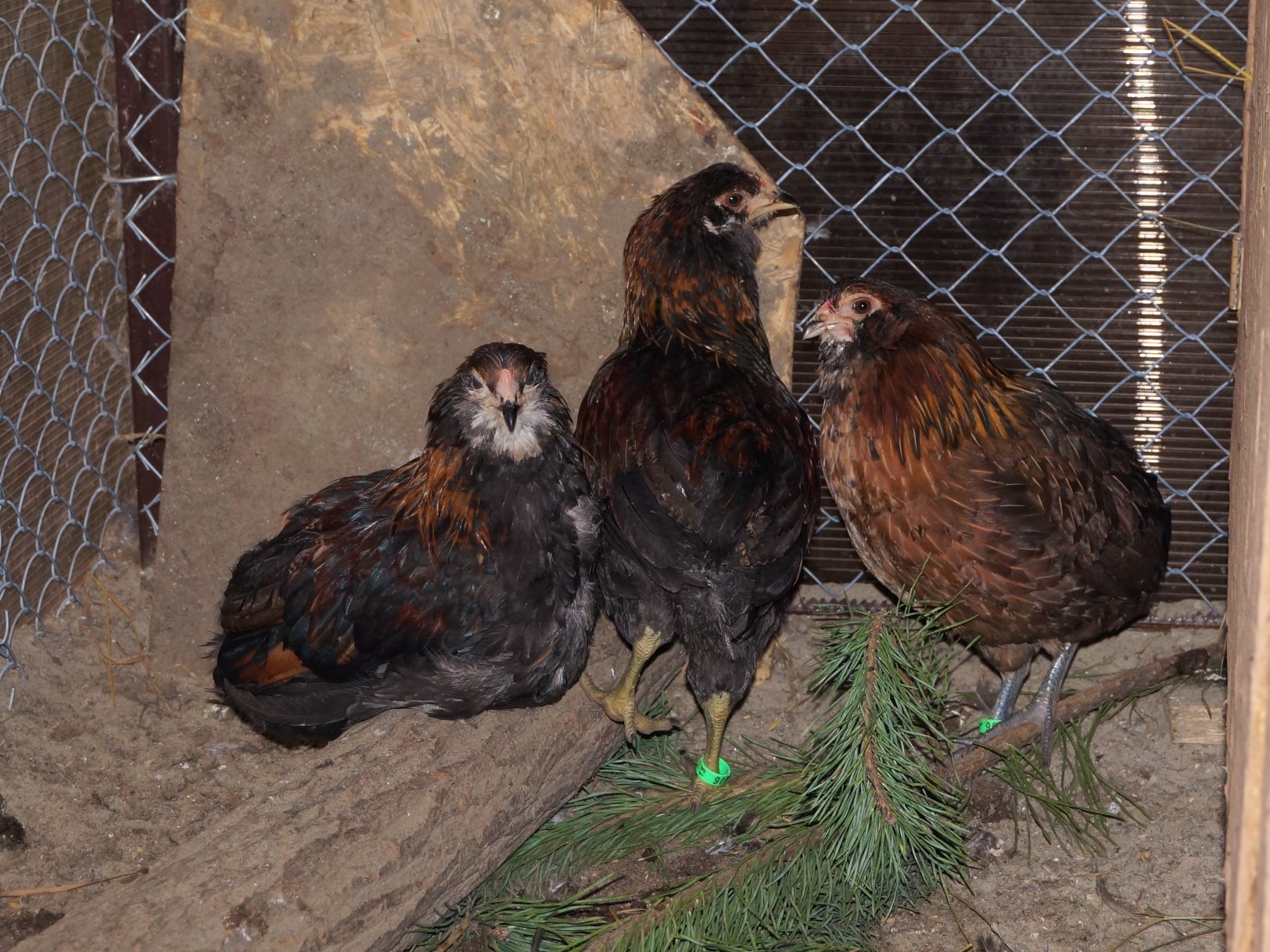 Фото кур несущих голубые яйца. Куры Араукана яйца. Куры породы Араукана. Амераукана и Араукана яйцо. Араукана и Амераукана курицы.
