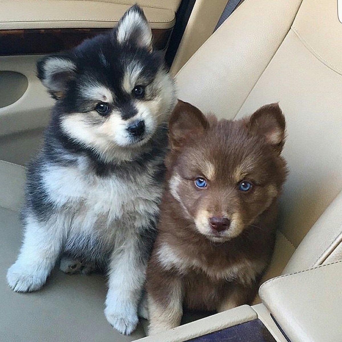 Помски собака