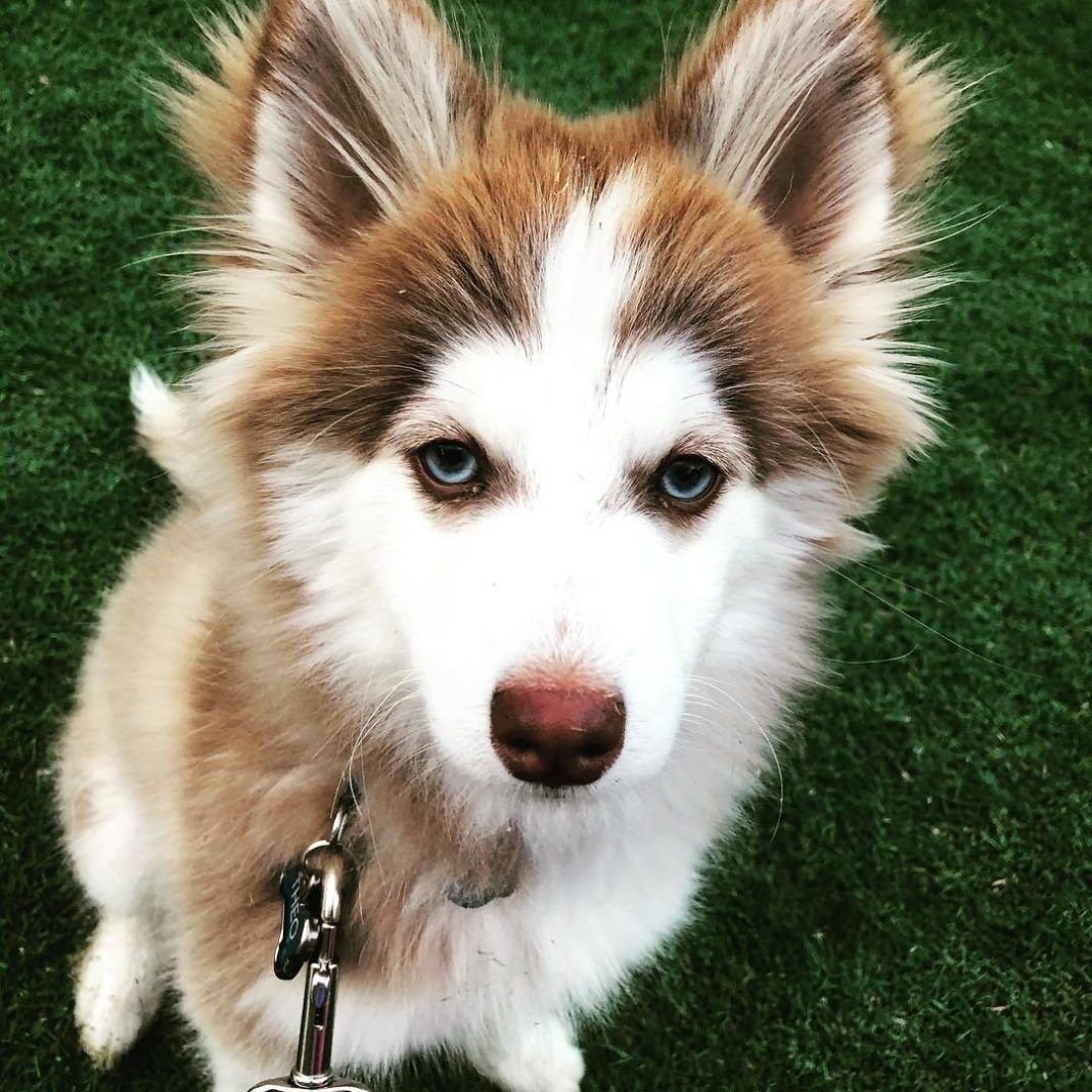 Щенок помски рыжий