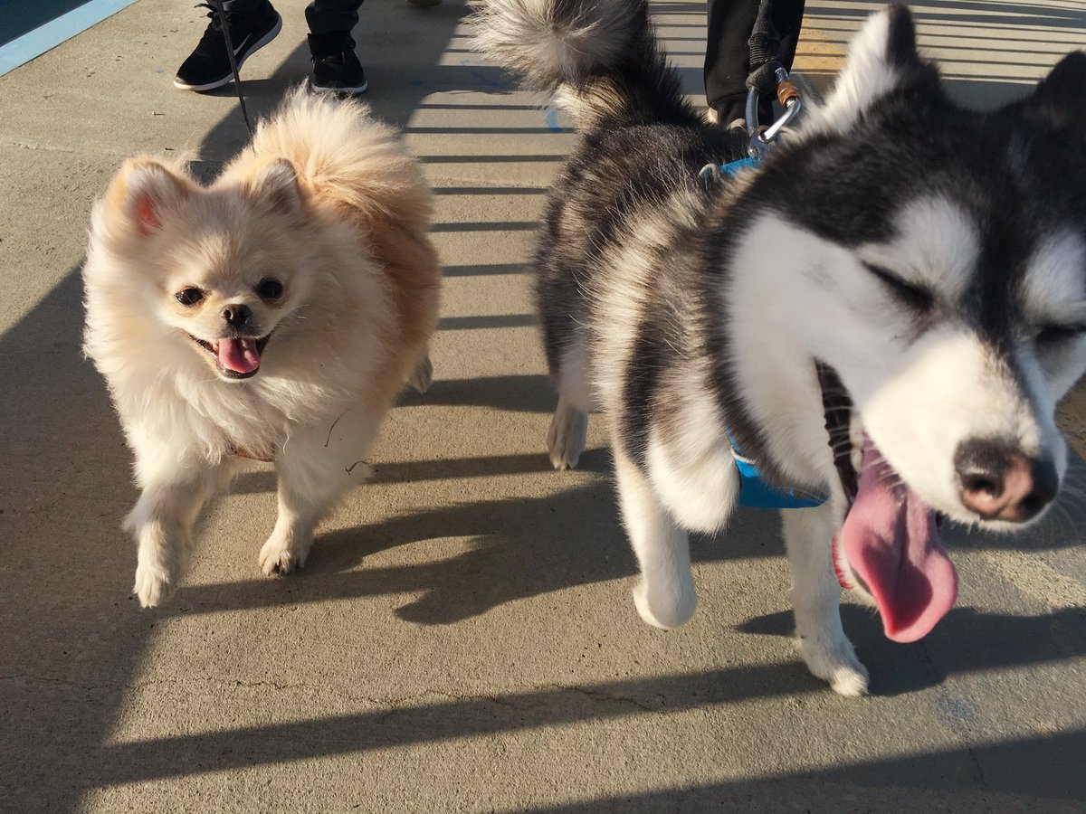 Метис хаски и шпица