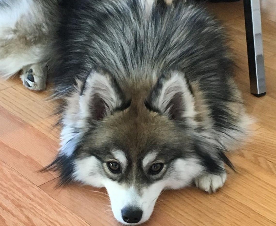 Метис помски