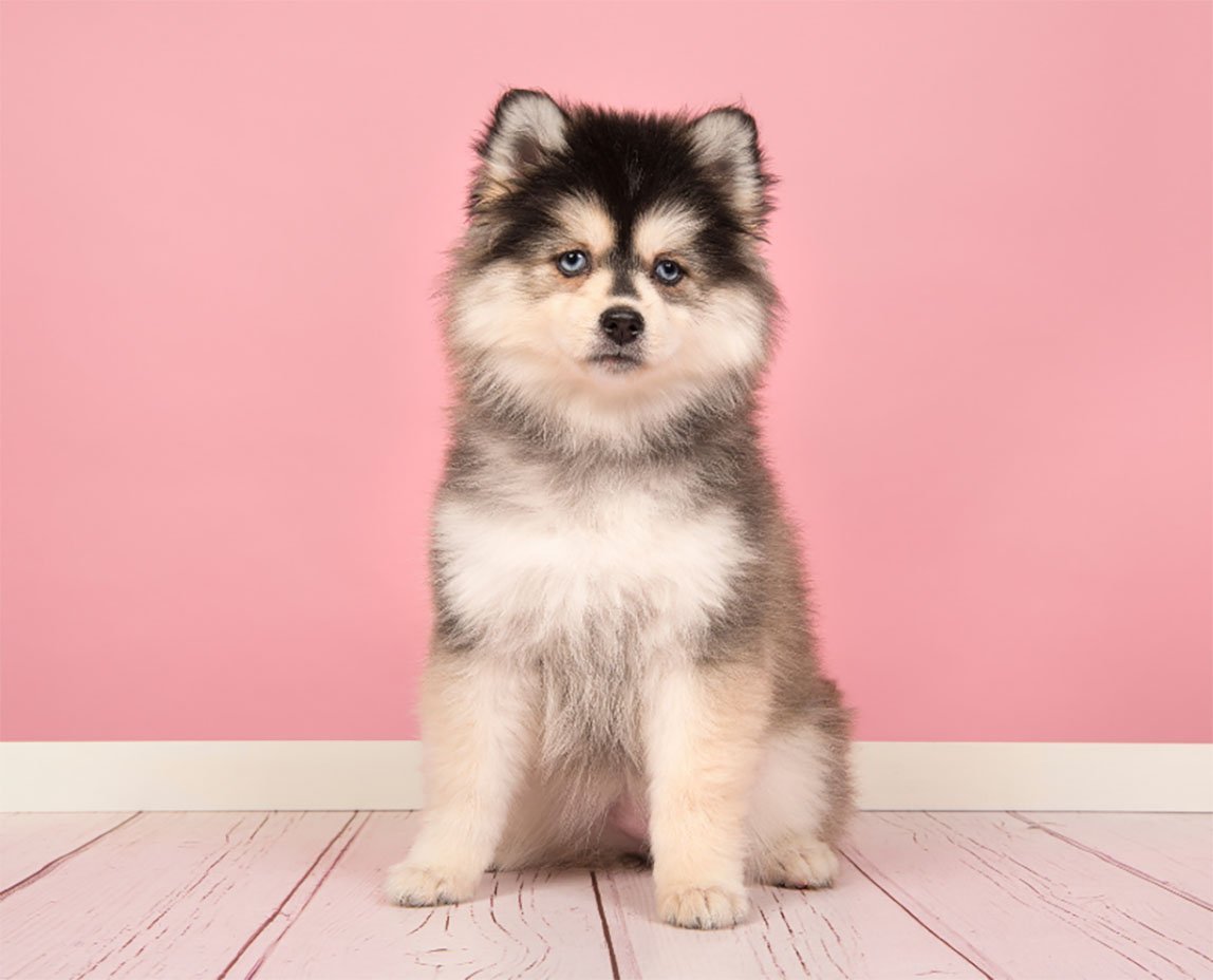 Шпиц с окрасом хаски