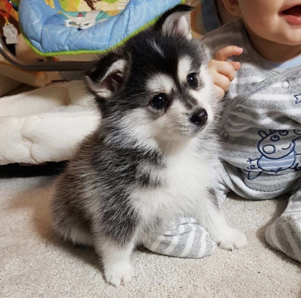 Маленький хаски- помски