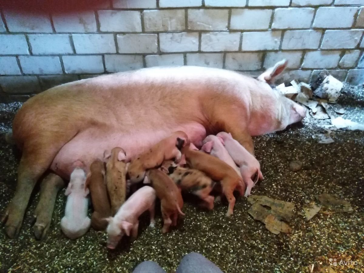 Порода поросят дюрок и ландрас