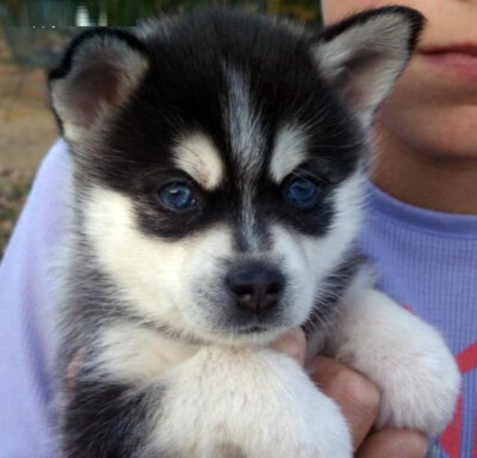 Хаски маленькие щенки миленькие