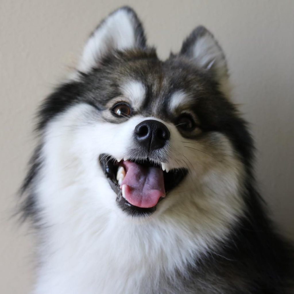 Хаски шпиц большой