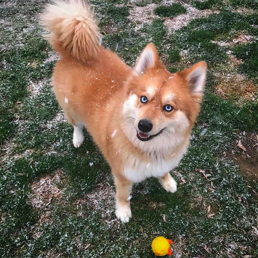 Порода собак помски